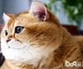 橘猫叫唤不断的五大原因，做家长的都需求知道
