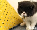 太可怕了！家里的电线都被加菲猫咬断了