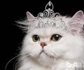 波斯猫为什么会忽然咬人？