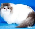 波斯猫为什么会忽然咬人？