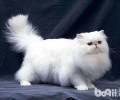 波斯猫比较凶咬人该怎么办？