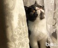 猫咪尿床了要怎样教育？