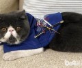 猫咪尿床了要怎样教育？