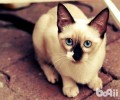 怎样培育猫咪吃饭的规则？