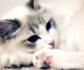 怎样培育猫咪吃饭的规则？