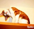 猫咪狗狗的“歪头杀”的意义？