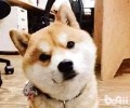 猫咪狗狗的“歪头杀”的意义？