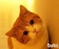 猫咪狗狗的“歪头杀”的意义？
