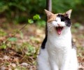 猫怎样练习？猫练习方法