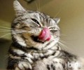 猫怎样练习？猫练习方法