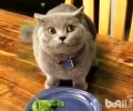 猫咪偷吃东西怎么办