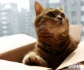 猫咪为什么喜爱箱子