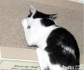 猫抓沙发太烦恼怎么处理