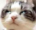 猫咪记仇该怎么办