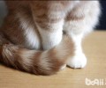 想要了解猫咪 就去看看它的尾巴吧