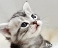 美国短毛猫的练习挑选机遇很重要