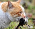 猫咪为什么会抓东西送给主人