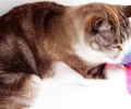 挑选猫咪玩具的几个注意事项