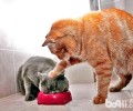 纠正猫咪反常摄食的方法