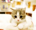 猫咪练习的几个技巧和注意事项