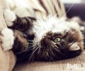 维护家具，处理猫咪乱磨爪的方法