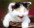 练习猫咪运用猫抓板的小技巧