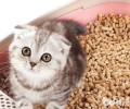 猫咪超有用猫砂训练方法