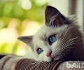 怎样做好布偶猫的练习作业