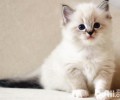 怎样做好布偶猫的练习作业