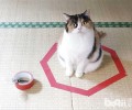 画个圈就能圈住猫咪是真的吗？