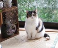 画个圈就能圈住猫咪是真的吗？