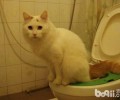 猫咪在马桶上上厕所真的好吗？