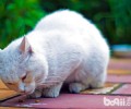 气味对猫咪行为的影响