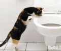 怎么练习猫咪运用洗手间