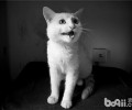猫晚上不睡觉、乱叫怎么办